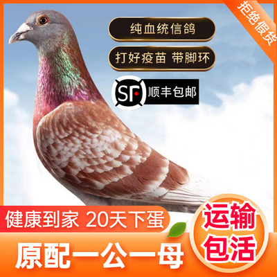 鸽子一对活体原配血统