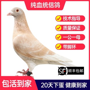 黄金甲鸽子活一对成绩鸽信鸽赛鸽鸽子原配种鸽小鸽活体幼鸽血统鸽