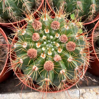 粉花青王丸仙人球实生勤开花仙人掌新手好养多肉植物小盆栽