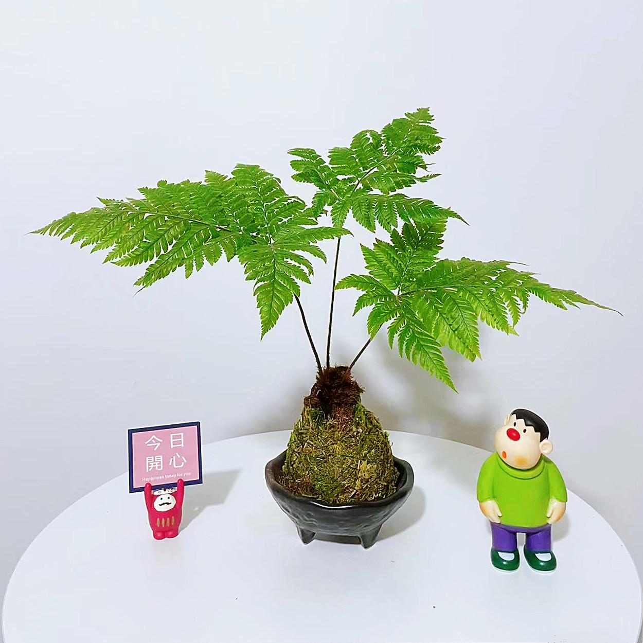 红磷蕨类植物苔藓球一叶蕨耐阴好养绿植茶台室内常绿观叶禅意盆景