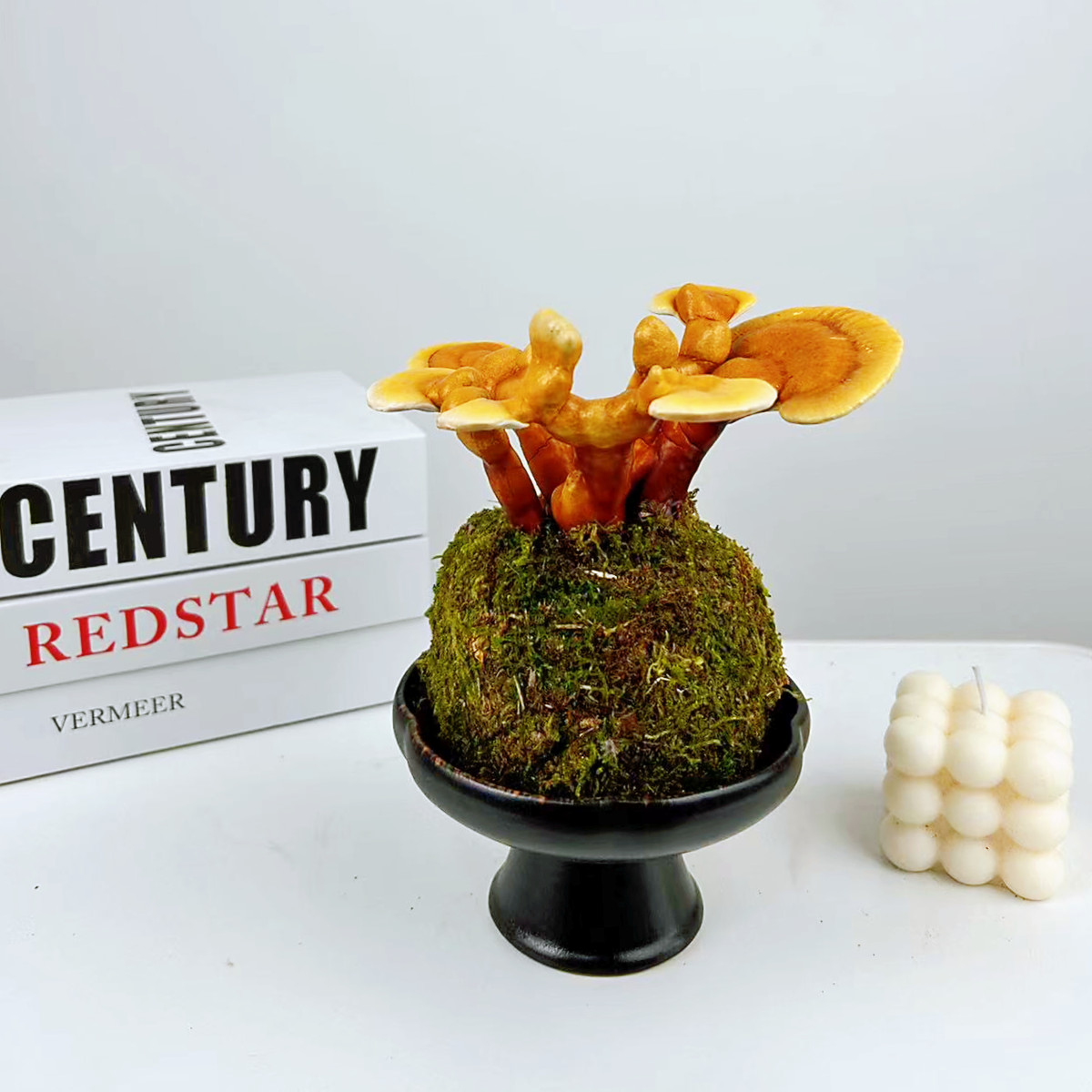 真灵芝苔藓灵芝盆景花办公室摆件耐寒热客厅桌面花架观赏多肉植物