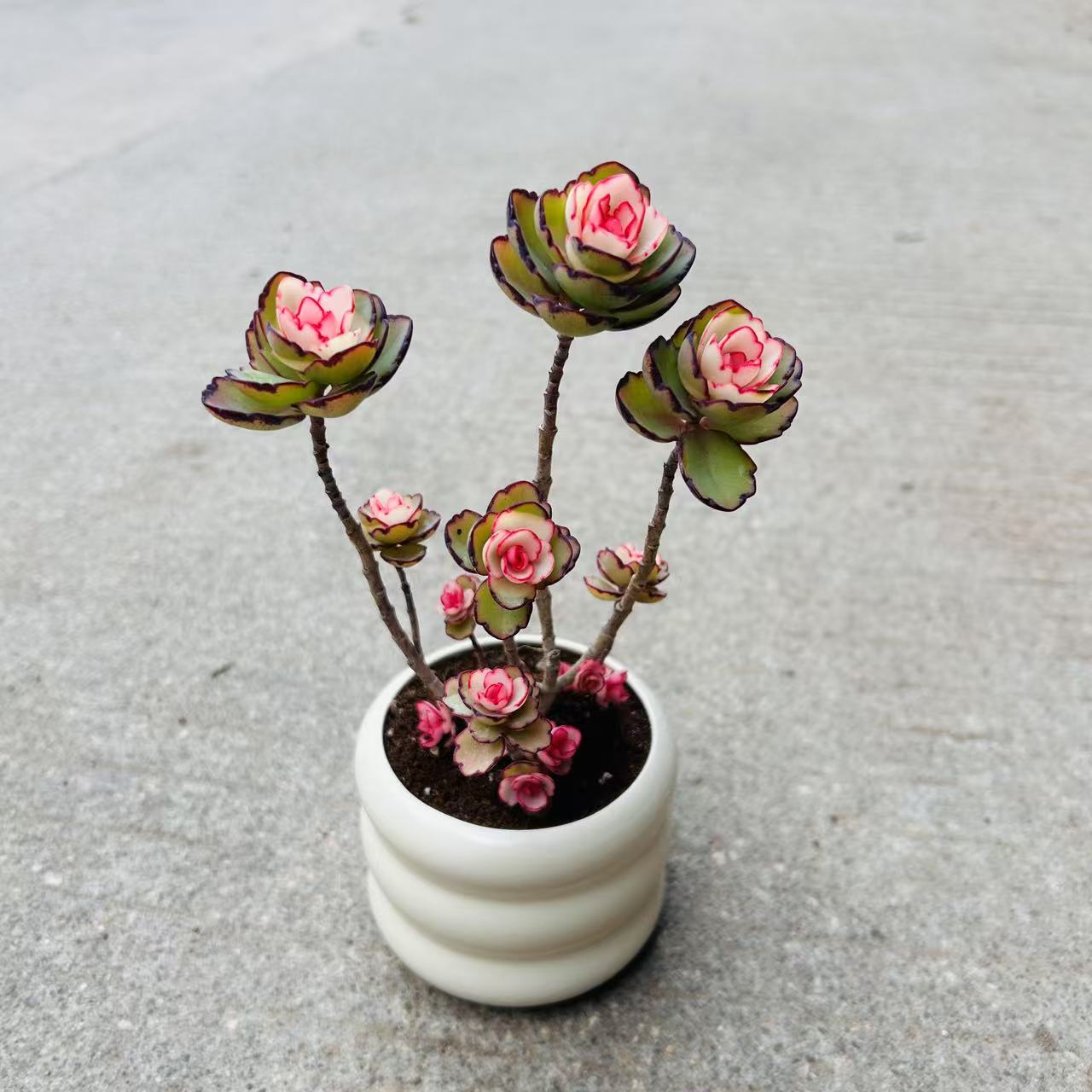 锦绣牡丹老桩多肉植物室内阳台客厅药锦红心花卉小盆栽四季好养活