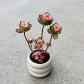 锦绣牡丹老桩多肉植物室内阳台客厅药锦红心花卉小盆栽四季 好养活