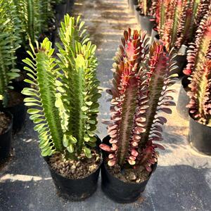 龙骨盆栽室内防辐射好解压净化空气旺宅易养活耐旱大戟科多肉植物