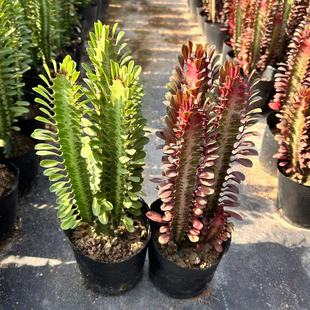 龙骨盆栽室内防辐射好解压净化空气旺宅易养活耐旱大戟科多肉植物