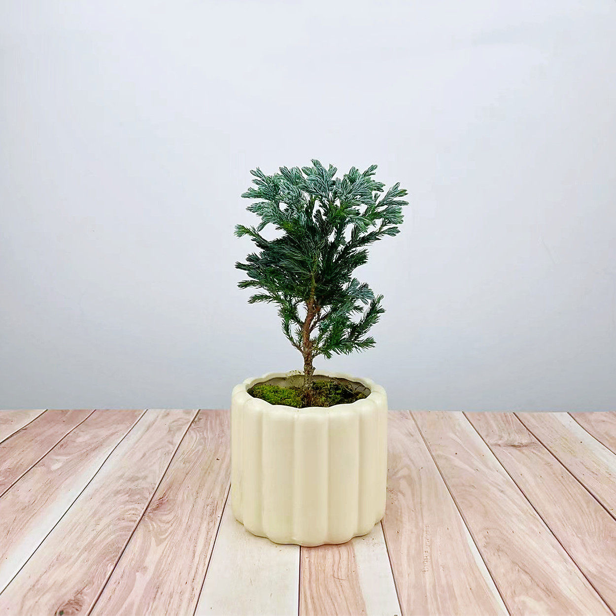 蓝柏蓝湖柏盆栽庭院造景耐冻耐热花园植物蓝色树苗室内办公室美观