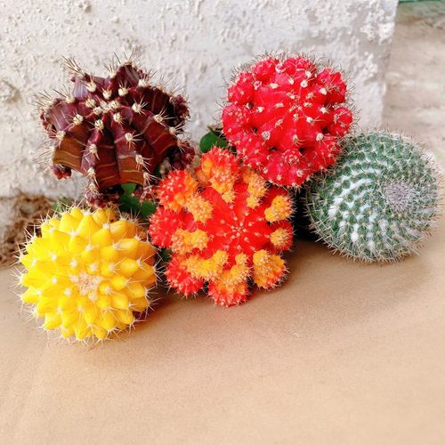 彩球带柱子仙人球盆栽植物组合仙人掌盆栽办公室桌面净化空气