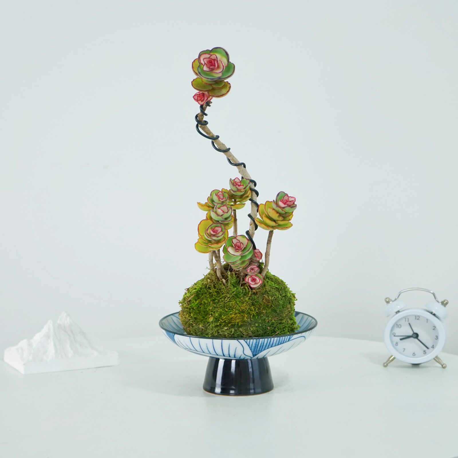 锦绣牡丹老桩造型苔藓球多肉植物盆栽办公室客厅阳台好养耐旱送礼