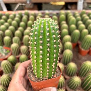 帕帕基诺毛花柱稀有开花紫花自根仙人球好养活易度夏阳台绿植盆栽