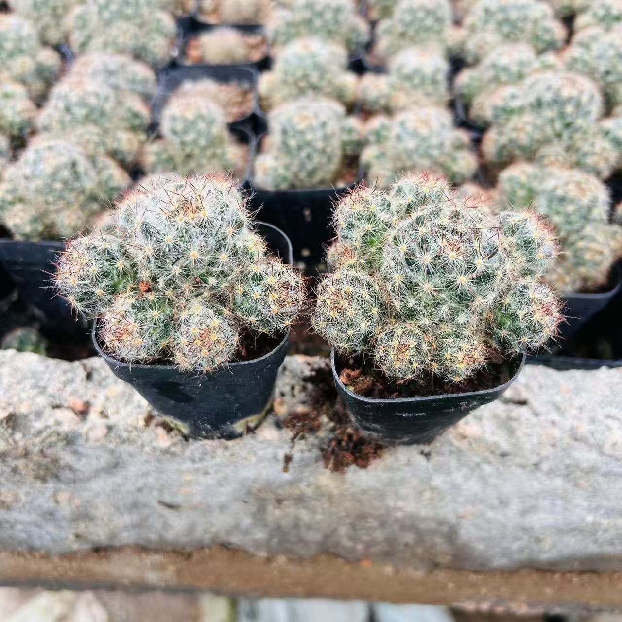 松霞群实生仙人球开花多肉阳台
