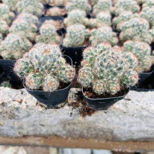 松霞群实生仙人球开花多肉阳台