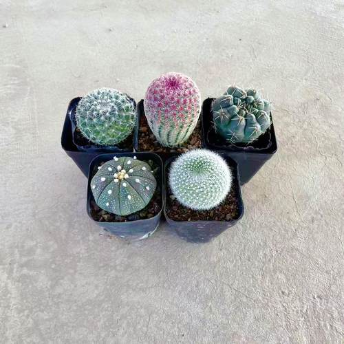 红太阳玉翁绯花玉组合仙人球
