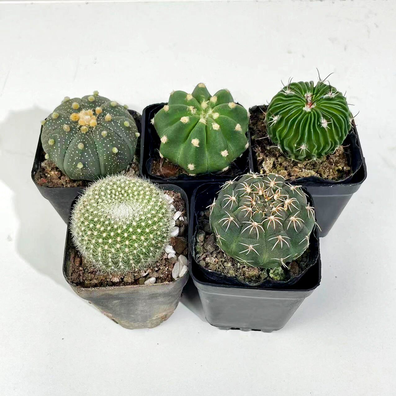 组合仙人球套餐瑞昌玉星兜多棱玉多肉植物新手室内好养盆栽好解压