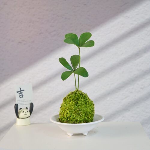 墨西哥铁苔藓球四叶草幸运草
