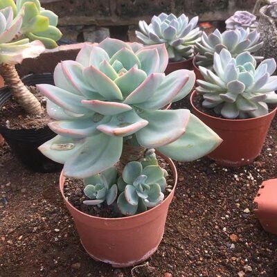 白凤多肉植物盆栽室内花卉好解压植物阳台庭院大型新手好养肉肉