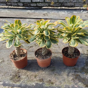 扇贝麒麟锦贝信麒麟群生多肉植物天然锦仙人掌大戟科好养解压绿植