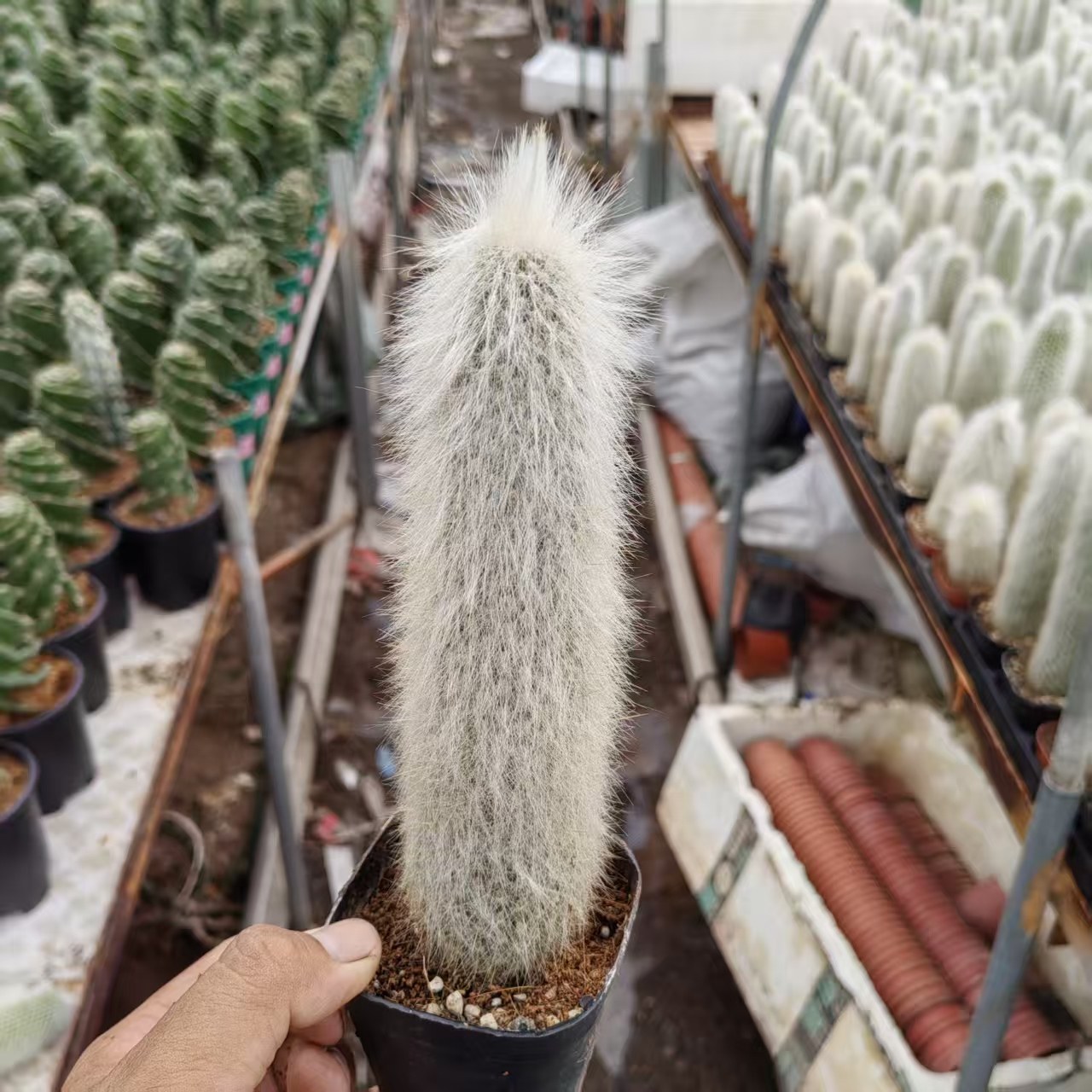 吹雪柱仙人柱精养白毛会开花