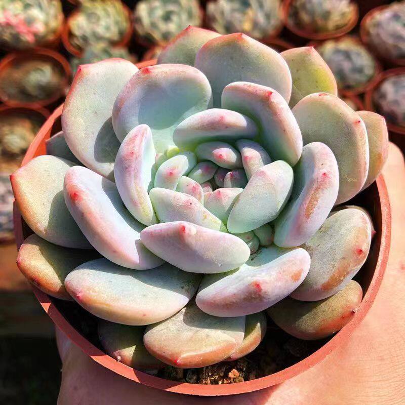 橙梦露多肉植物组合盆栽大橙子肉肉植物桌面室内绿植防辐射好解压