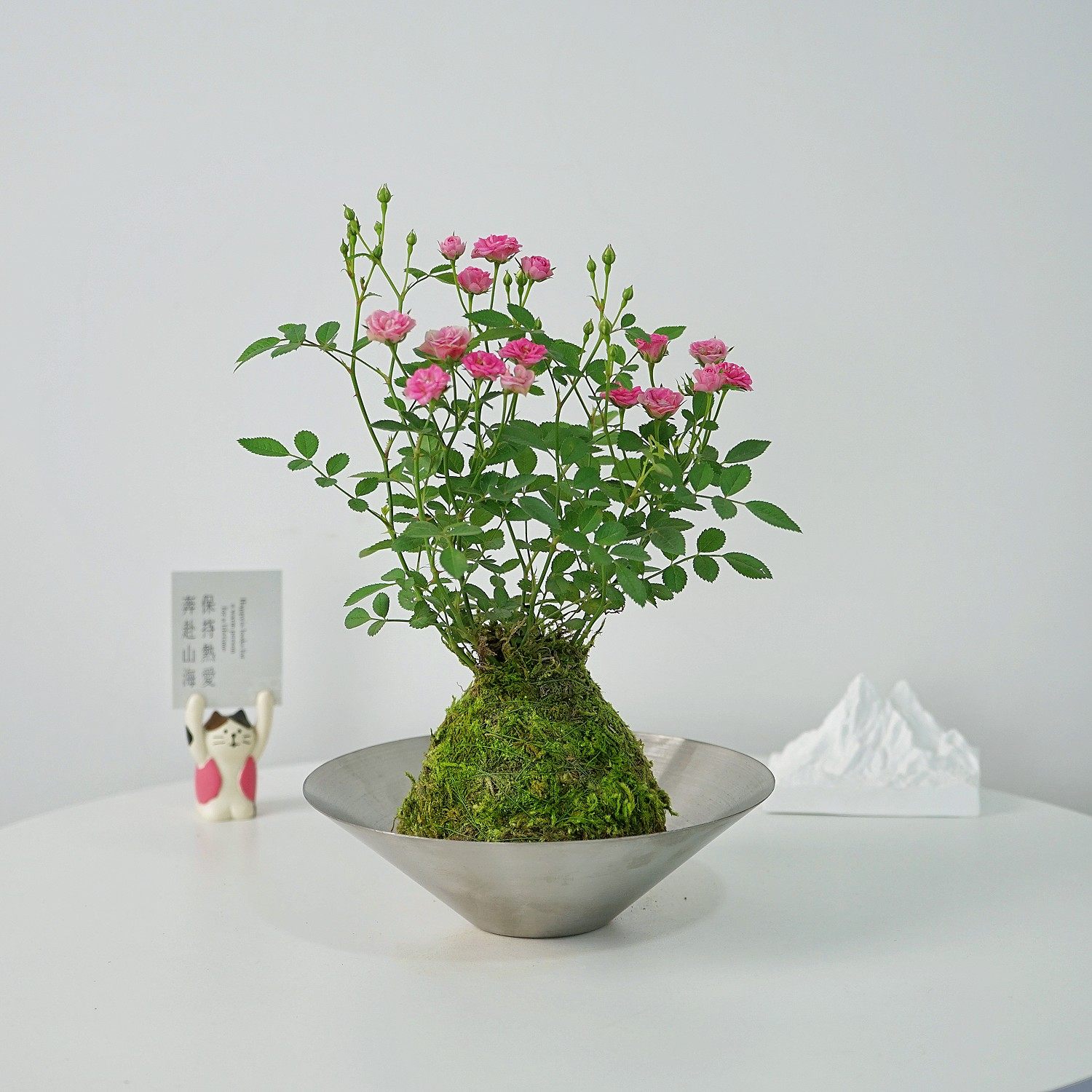 姬月季苔藓球玫瑰花迷你盆栽室内阳台庭院植物四季开花好养活礼物,鲜花速递/花卉仿真/绿植园艺,绿植,淘宝优惠券,粉丝福利购,淘宝优惠卷