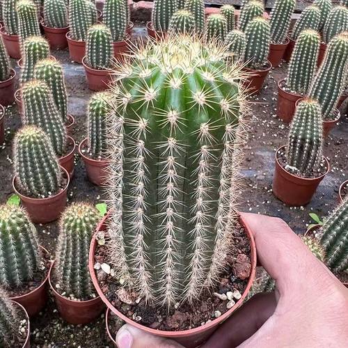 开大花毛花柱飞碟仙人柱多肉植物