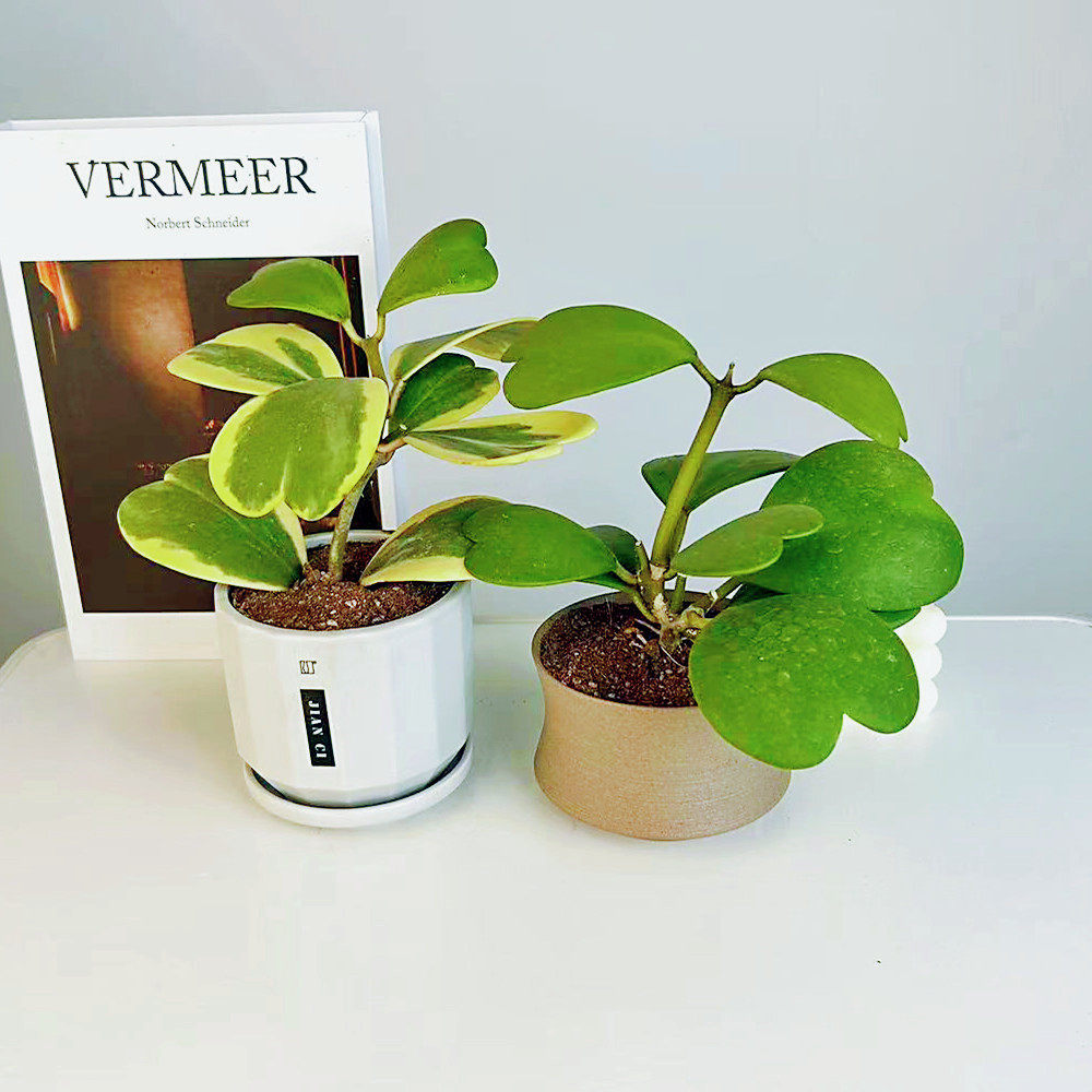 心叶球兰多肉植物情人球兰爬藤植物室内盆栽绿植情人花心形球兰in