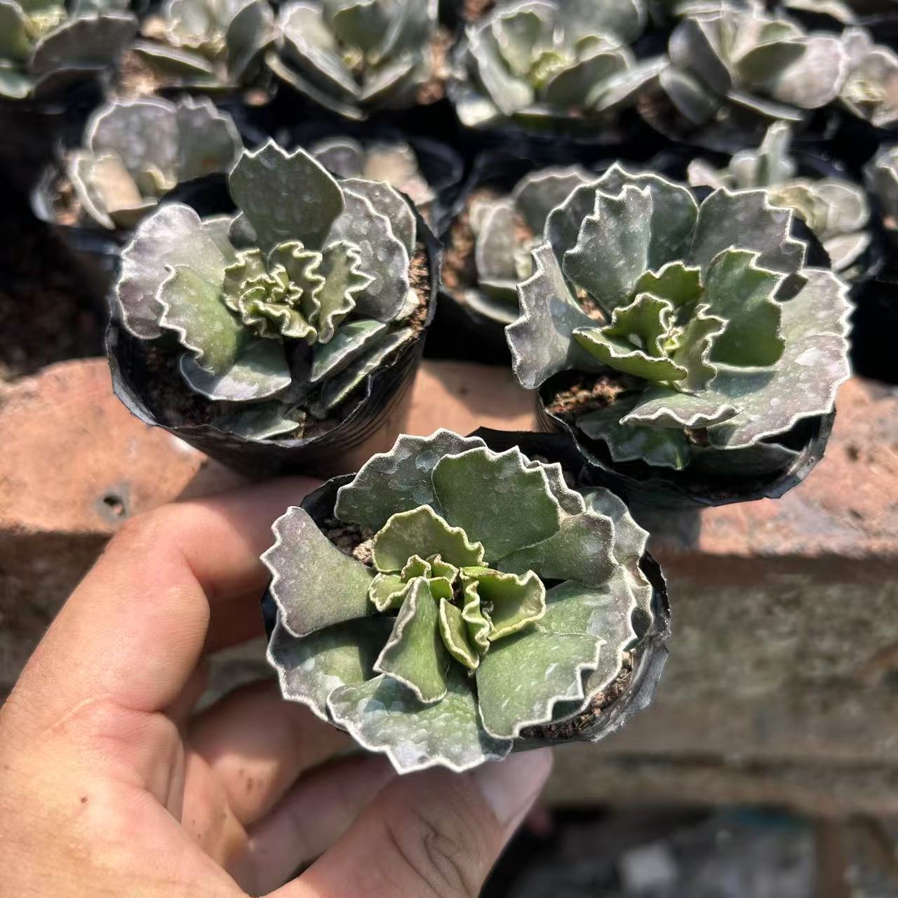 墨雀扇多肉蝴蝶翅膀办公室美观四季植物花卉绿植盆栽进口新手好养