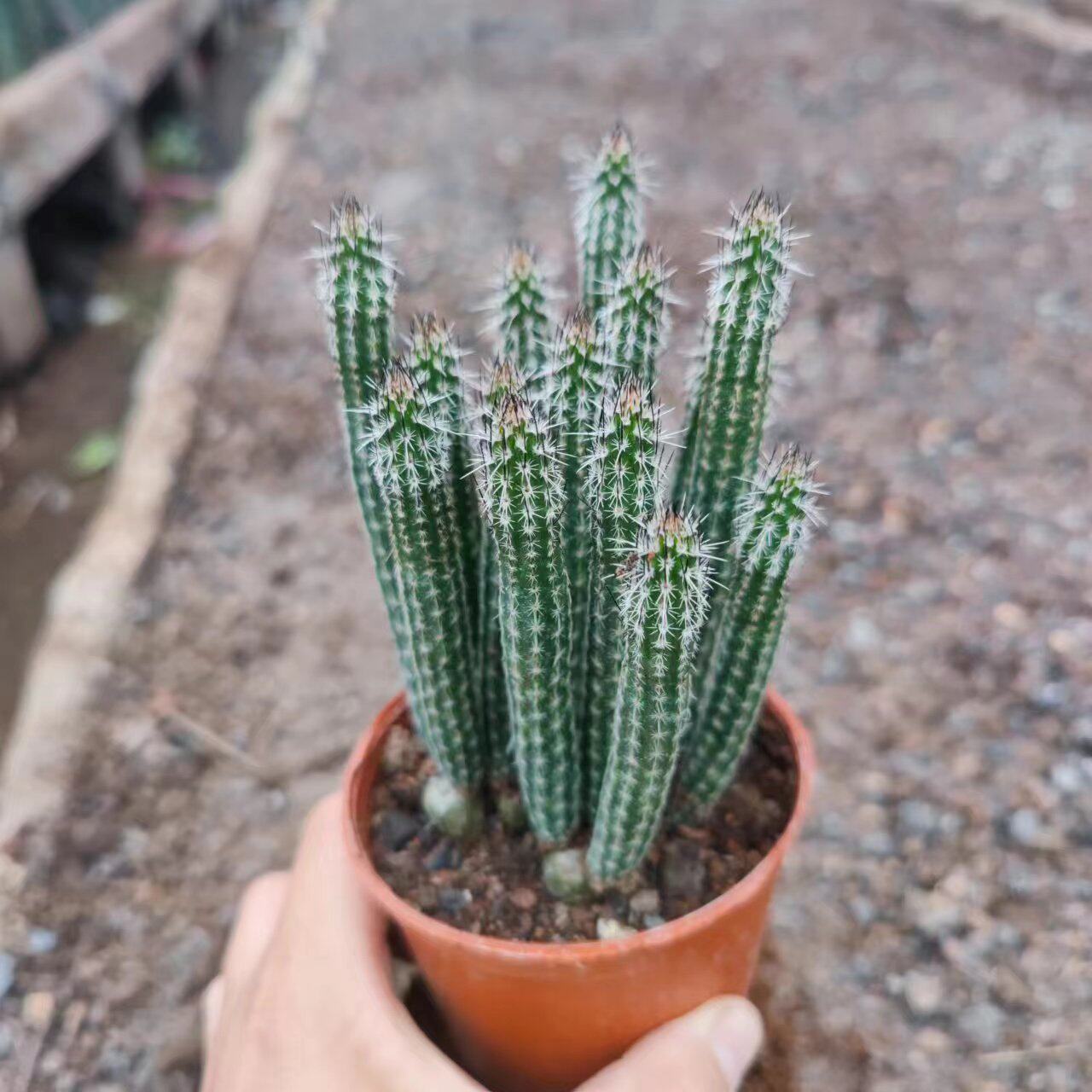 银妞仙人柱开花仙人球银柳仙人掌室内盆栽趣味鹿角柱属植物