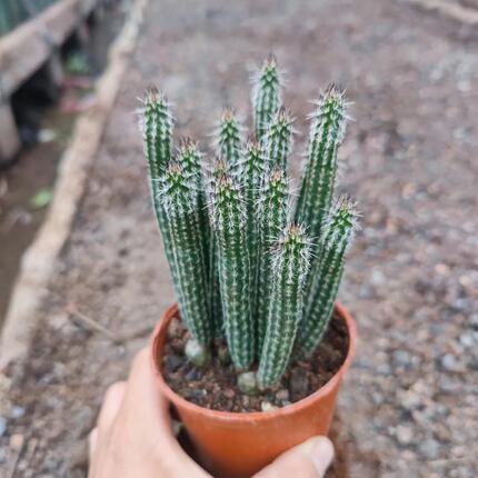 银妞仙人柱开花仙人球银柳仙人掌室内盆栽趣味鹿角柱属植物