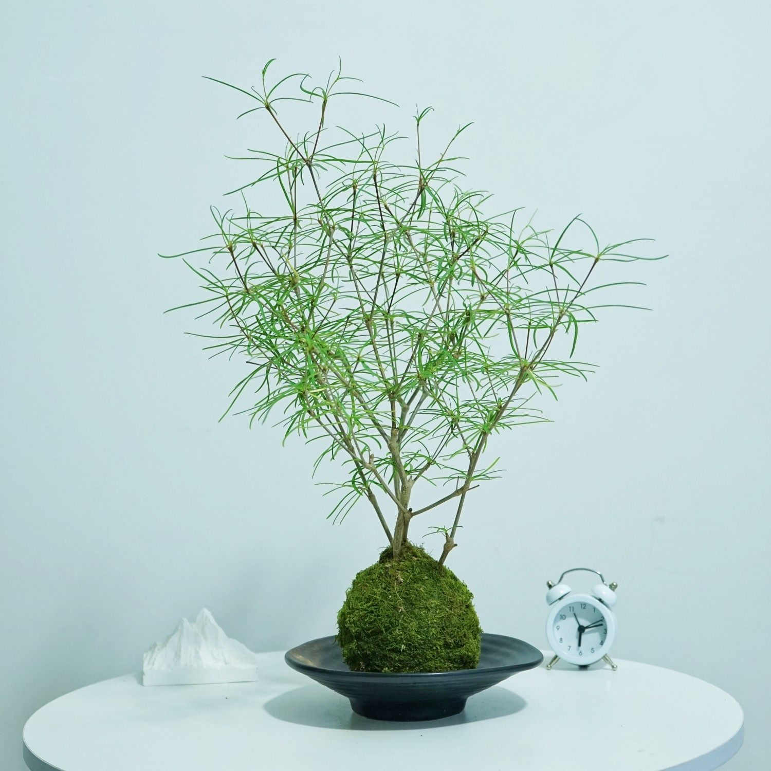 柳叶麒麟苔藓球多肉植物大戟科办公室内桌面绿植花卉好养四季盆景,鲜花速递/花卉仿真/绿植园艺,多肉植物,淘宝优惠券,粉丝福利购,淘宝优惠卷