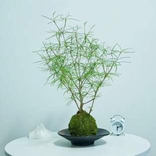 柳叶麒麟苔藓球多肉植物大戟科办公室内桌面绿植花卉好养四季盆景