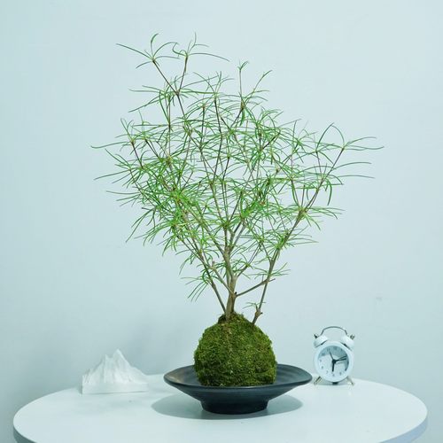 柳叶麒麟苔藓球多肉植物