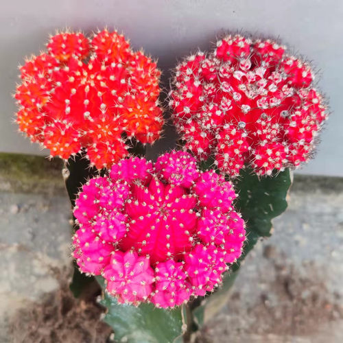 多肉植物仙人球彩色萌趣球胭脂红室内好养绿植盆栽花卉好解压包邮