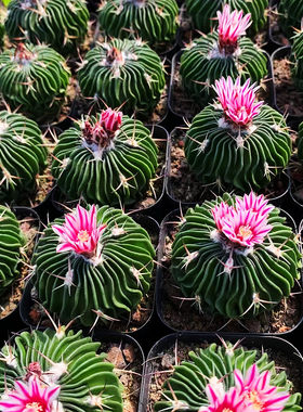 多棱玉实生仙人球开花多肉植物千波万波仙人掌室内桌面电脑工位花