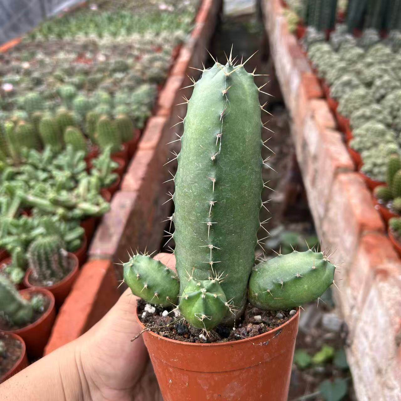 仙人球多肉植物盆栽好养活
