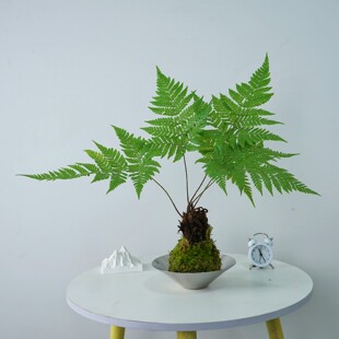 红磷蕨苔藓球水培植物一叶蕨室内耐阴桌面四季好养盆景绿植礼物花