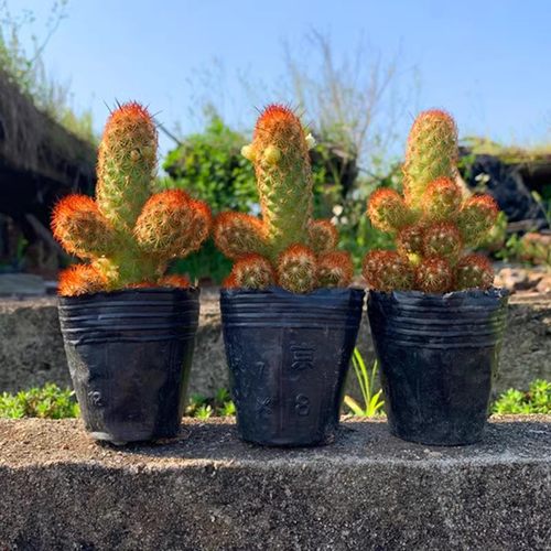 金手指仙人指多肉植物办公室内肉肉桌面绿植花卉盆栽防辐射好解压