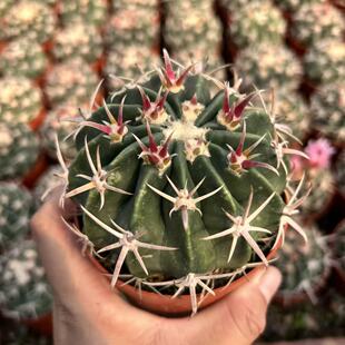 凌波仙人球落地木心根多肉植物室内办公室桌面花卉好养仙人掌盆栽