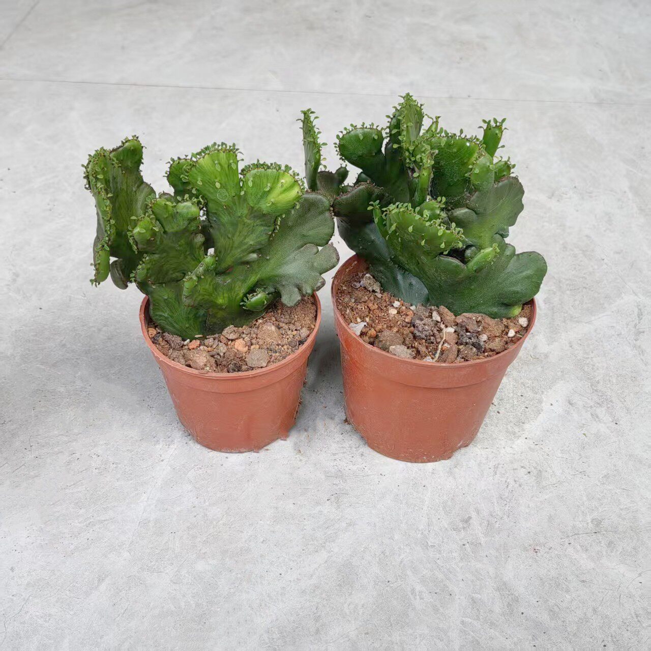 盆栽带根植物五指山多肉组合