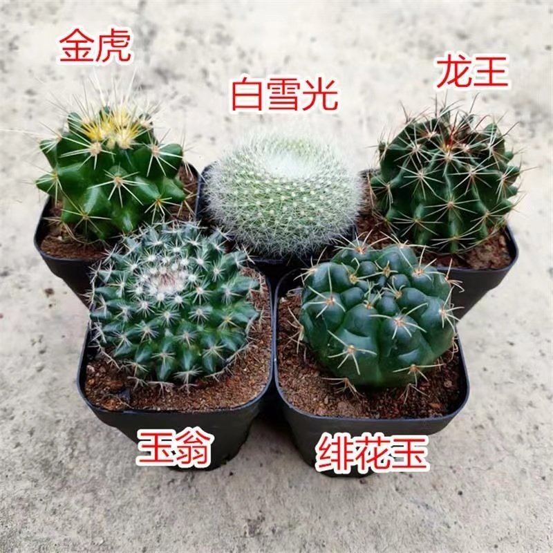 室内新手好养仙人球组合盆栽