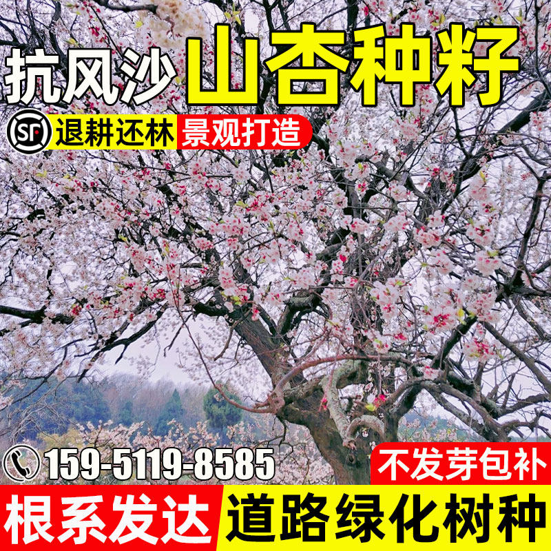 山杏种子耐寒耐旱防风固沙草籽道路绿化观赏景观打造杏树灌木种籽