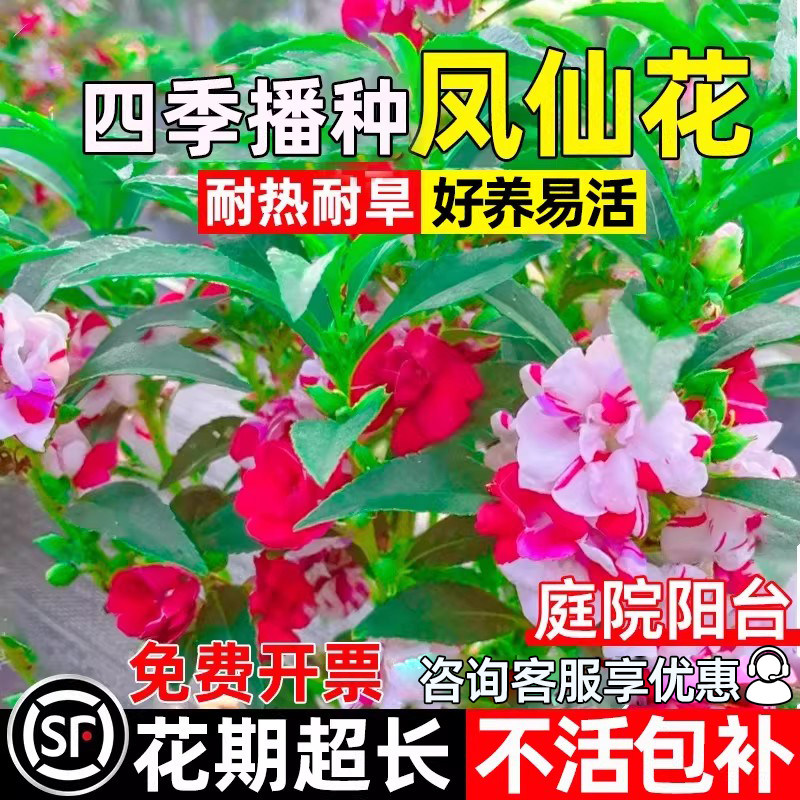 凤仙花花籽四季播种花种子庭院别墅阳台盆栽耐热耐旱花海花卉种籽