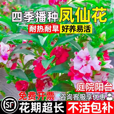 凤仙花种子四季播种公园花海花籽