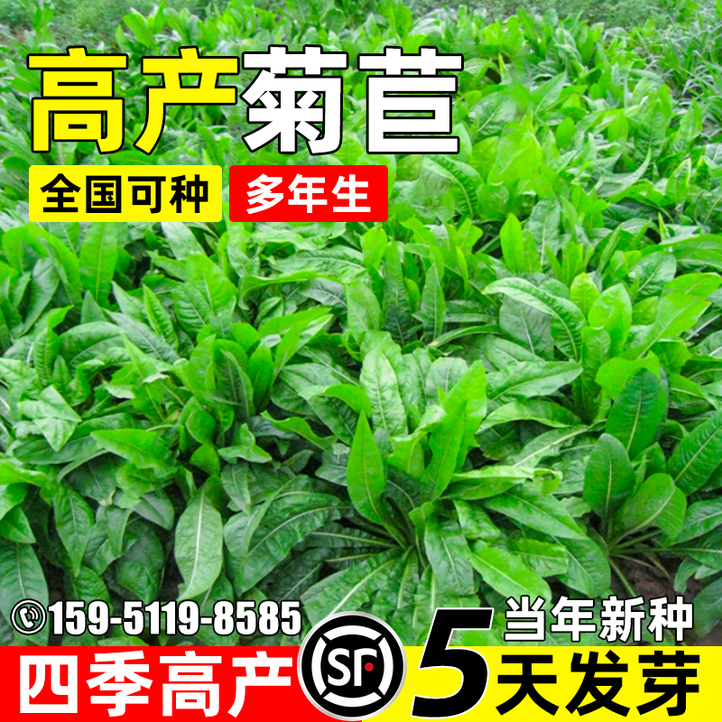 大叶菊苣多年生牧草种子四季养殖