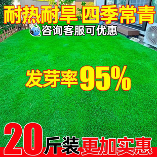 草坪草籽四季常青护坡固土狗牙根矮生庭院地毯草皮绿化黑麦草种子