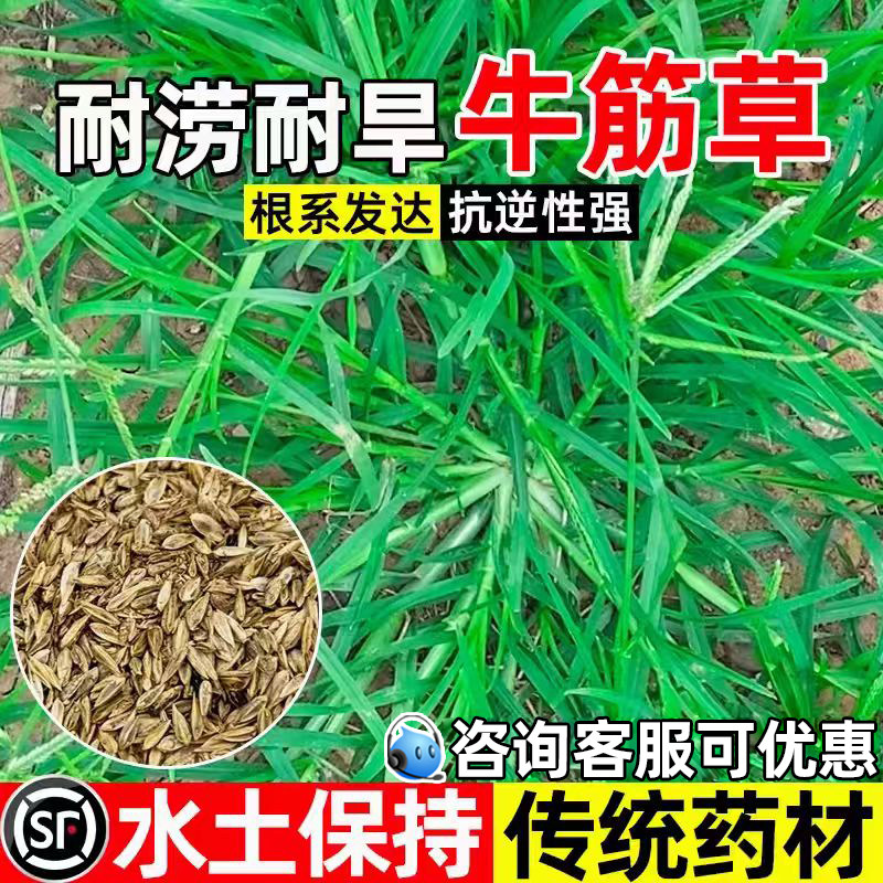 牛筋草种籽四季常青护坡固土工程绿化种子耐热耐旱耐践踏草坪草籽
