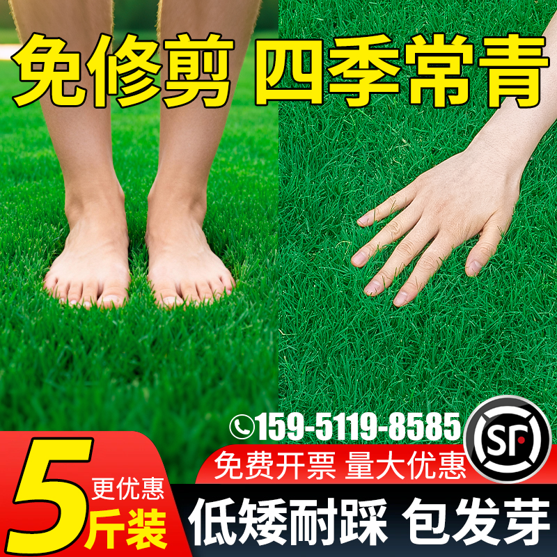 草坪草籽四季青蓝标黑麦草高羊茅