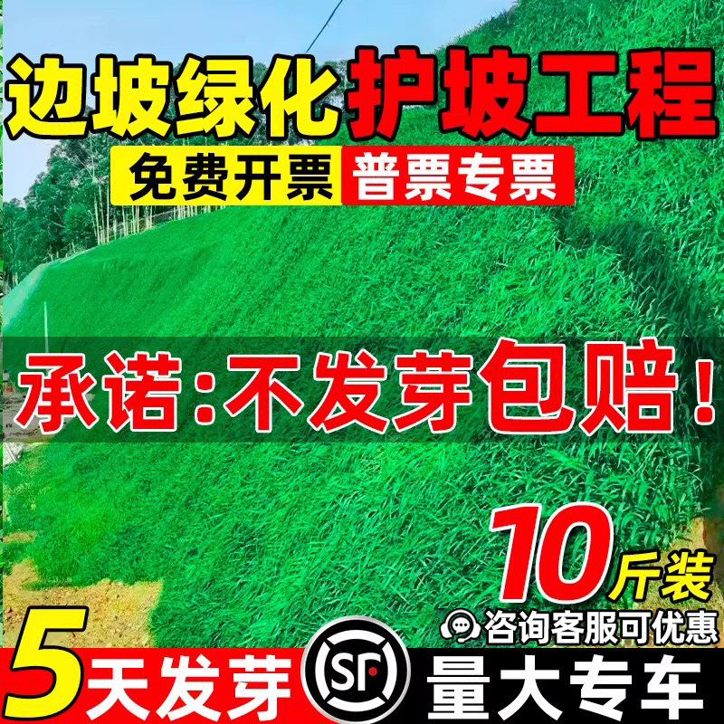 四季常青护坡草种子绿化草坪草籽