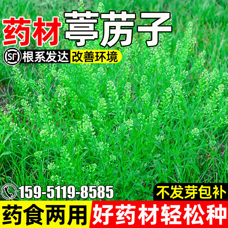 葶苈子种子野生独行菜中草药草籽