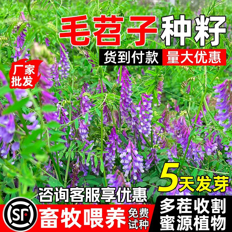 毛苕子蜜源牧草籽四季青果园绿肥