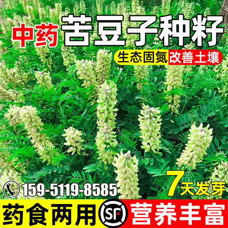 苦豆子生态修复土壤改善水土保持